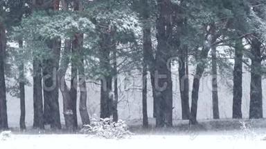 冬天降雪时的松林。 雪落在松树树干的背景上。